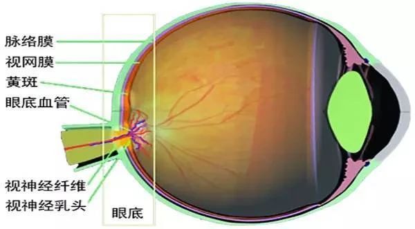 这一生，这些眼底病皆有可能与你不期而遇插图