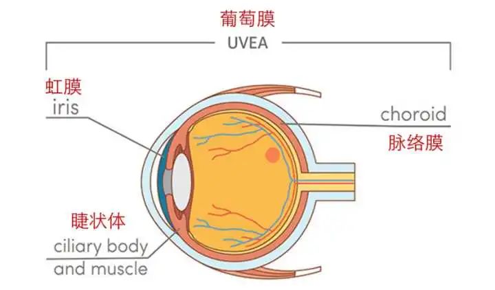 悄悄致盲的“红眼病”–葡萄膜炎插图