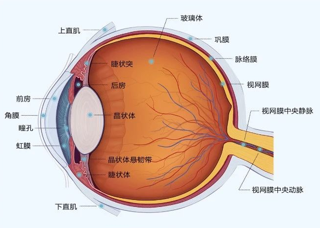 什么？眼睛也会“中风”？这几类人群要注意插图