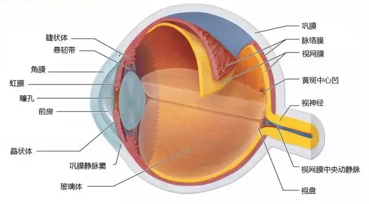 眼底检查到底有多重要？插图(2)