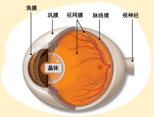 你知道吗？许多全身疾病都可以通过眼底反映出来插图
