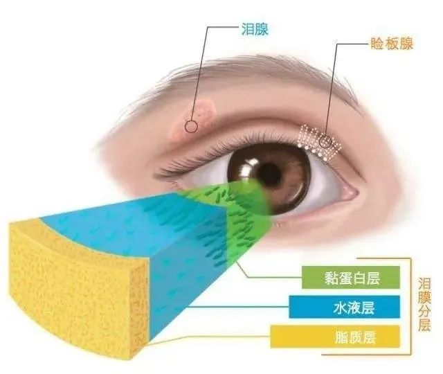 熬夜第二天睁不开眼？不是困，是眼干插图