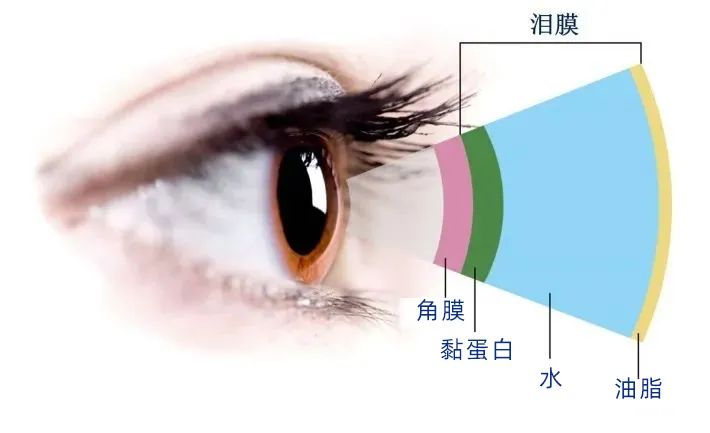 干干干干！干眼怎么自救？插图(1)