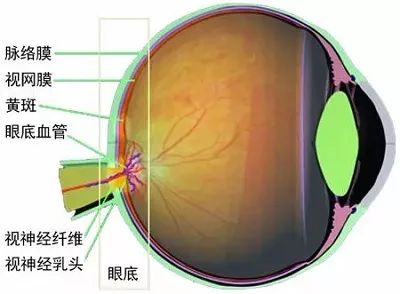 眼底长啥样？插图