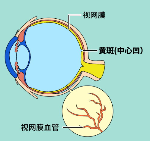 【科普】眼底病变，你了解吗？不要忽视插图(1)