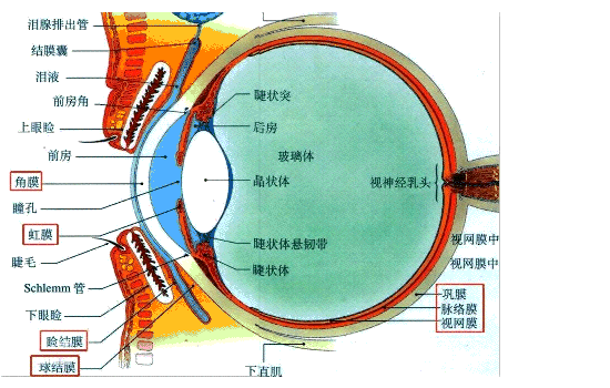 高度近视的危害有哪些？如何预防和矫治？一文给你讲清楚插图