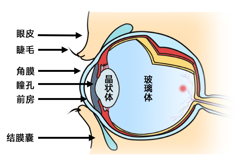 白内障术前术后为什么要滴眼药水？插图(1)