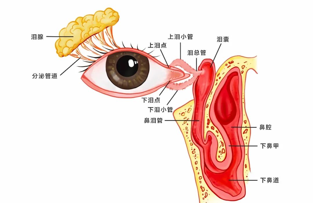 【科普】婴幼儿泪囊炎该如何对待？插图