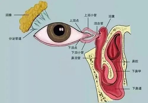 起床眼屎多？注意了！它既伤眼又影响外貌！插图(1)