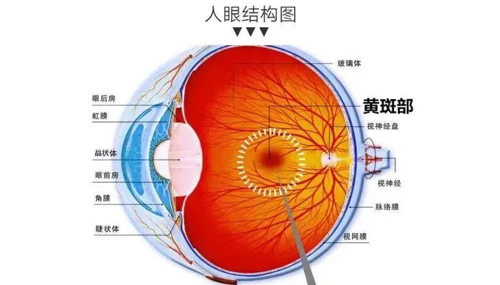 别让黄斑变性“偷”走你的视力！插图
